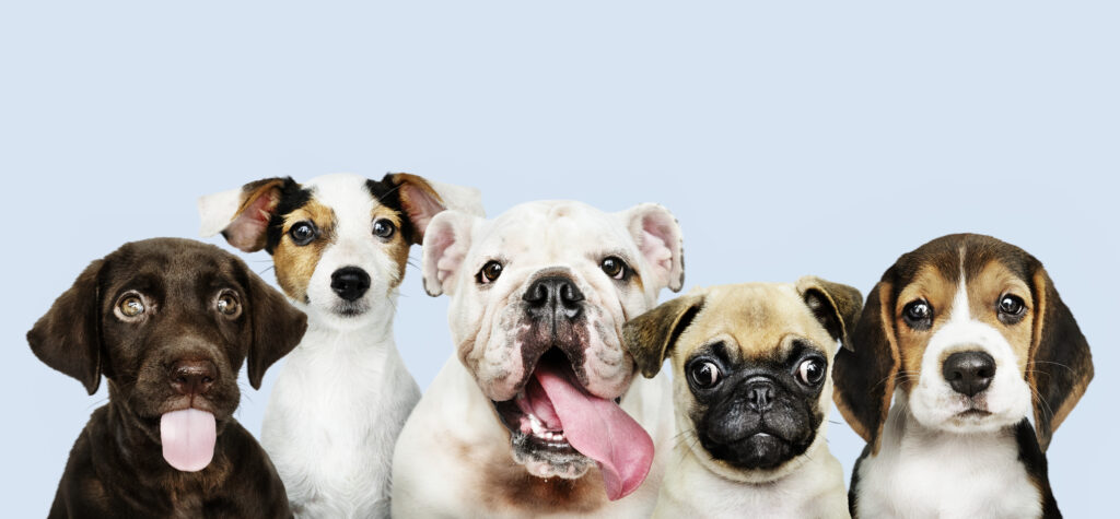 La imagen actual no tiene texto alternativo. El nombre del archivo es: retrato-de-grupo-de-adorables-cachorros-scaled.jpg